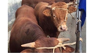 鲁西黄牛为何在国内外市场陪受欢迎？