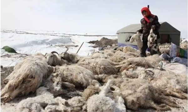内蒙古雪灾牛羊价上涨